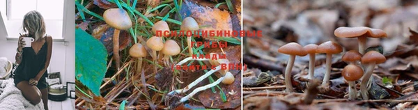 СК Алексеевка